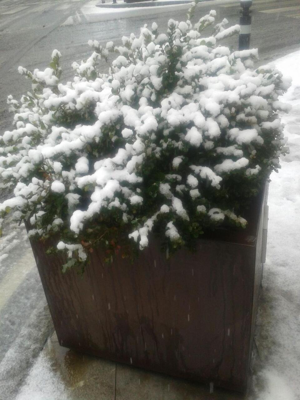 Hotel Alex E Angie Bergamo Esterno foto Snow on a boxwood